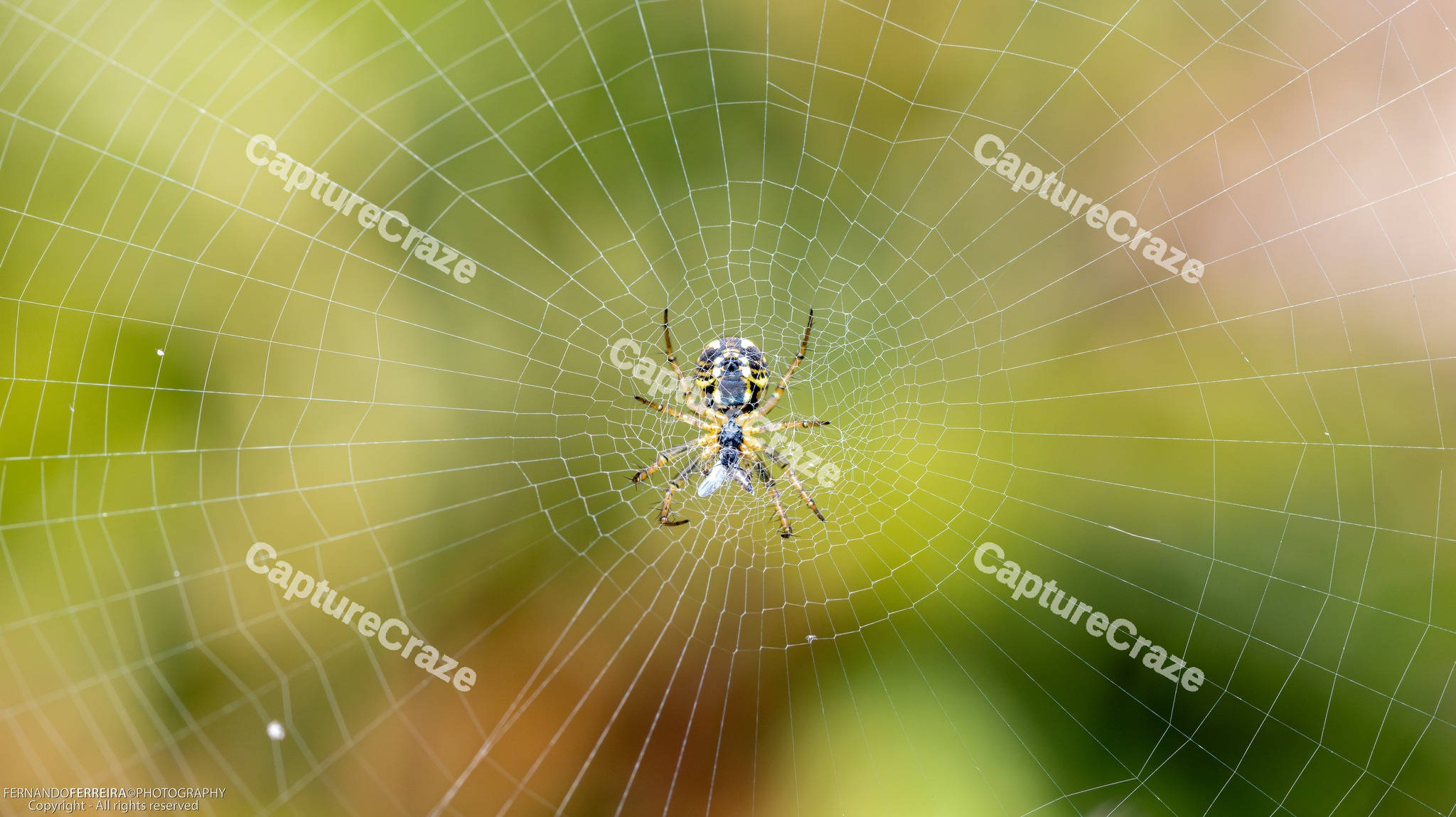 Spider in its web